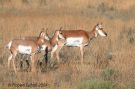 Pronghorn Antelope Doe & Fawns