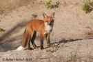 Red Fox Kit Standing