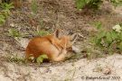 Sleeping Fox Kit
