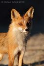 Red Fox Pictures