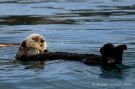 Northern Sea Otter