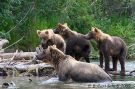 Sow Grizzly Bear & Yearling Cubs