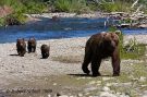 Sow Brown Bear and Cubs