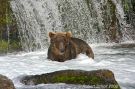 Brown Bear at Waterfall