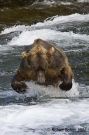 Pouncing Brown Bear, Wildlife Photography