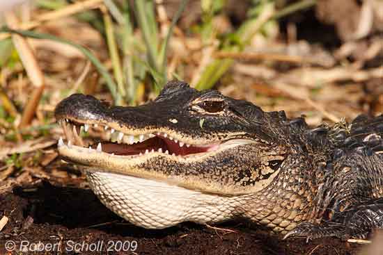 Alligator with Mouth Open