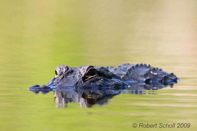 Alligator - Alligator mississippiensis