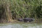 Everglades American Crocodile