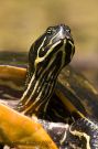 Red-bellied Cooter Portrait