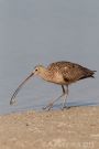 Long-billed Curlew with Crab