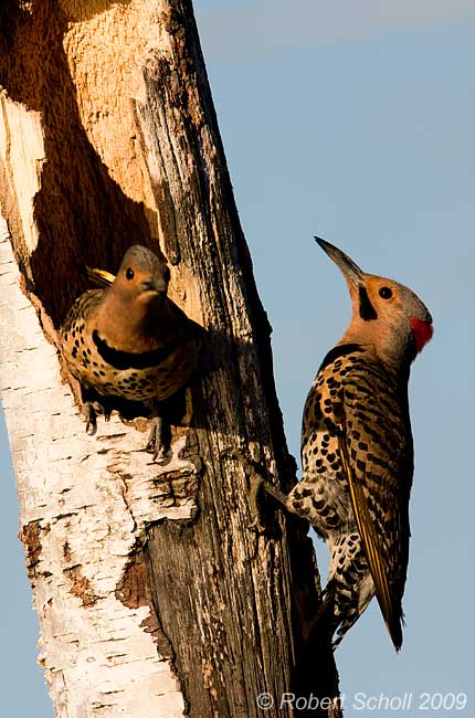 Northern Flickers at Nest