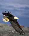 American Bald Eagle