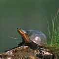 Blandings Turtle