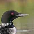 Common Loon