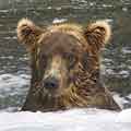 Grizzly Bear Fishing