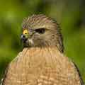 Red Shouldered Hawk