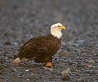 American Bald Eagle