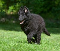 Belgian Sheepdog Puppy Mouse Pad