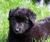 Belgian Sheepdog Puppy Mouse Pad