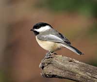 Black Capped Chickadee