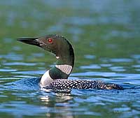 Common Loon Picture