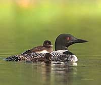 Common Loon with Chicks