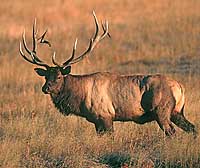 Bull Elk 