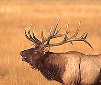 Bugling Bull Elk