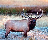 Bull Elk Mouse Pad