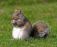 Gray Squirrel