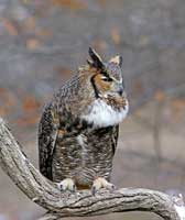 Great Horned Owl