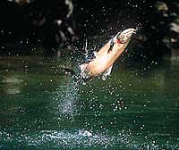 Jumping Chinook King Salmon