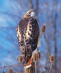 Red Tailed Hawk