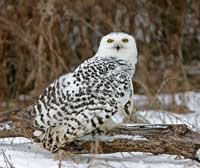 Snowy Owl