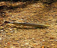 Spawning Chinook King Salmon on Redd