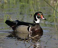 Wood Duck