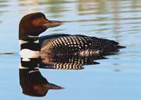 Common Loon Note Card 1