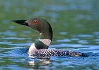 Common Loon Note Card 2