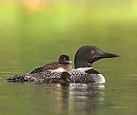 Common Loon Note Card 4