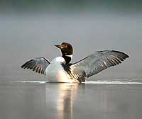 Common Loon Note Card 5