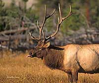 Bull Elk Note Card