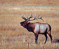 Bull Elk Note Card