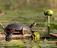Painted Turtle Note Card