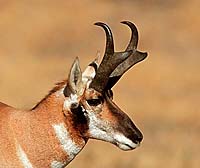 Pronghorn Antelope Note Card