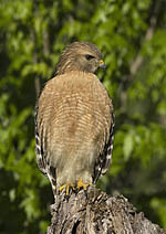 Red-shouldered Hawk Note Card