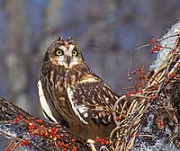 Short Eared Owl Note Card