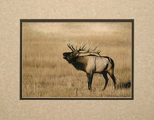 Bugling Elk Print