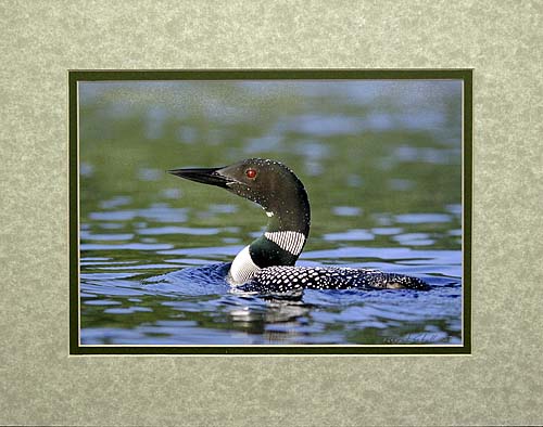 Common Loon Print