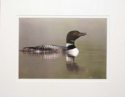 Common Loon Print