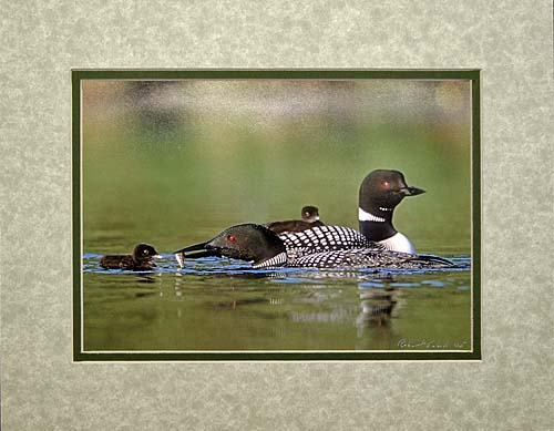 Common Loon Print